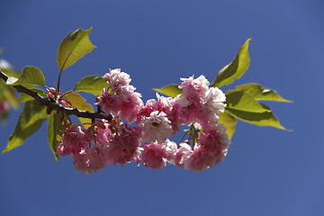 Image showing cherry blossom