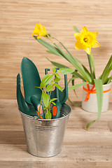 Image showing Fresh herbs with gardening tools 