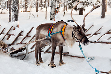 Image showing reindeer and sleigh