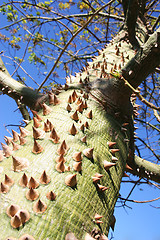 Image showing Thorn Tree