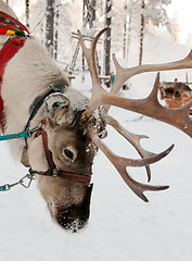 Image showing Christmas Reindeer