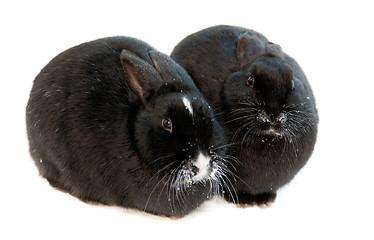 Image showing two rabbits isolated on white background