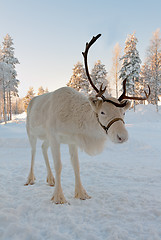 Image showing Christmas reindeer