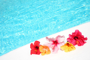 Image showing Hibicus Flowers by Pool