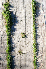 Image showing Wood and Grass