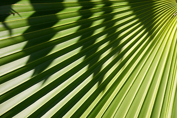 Image showing Palm Background