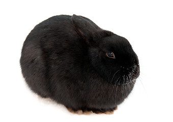 Image showing black rabbit