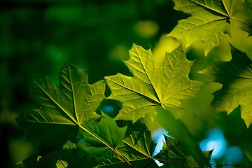 Image showing Leaves