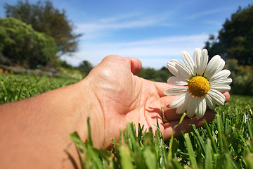 Image showing Daisy Hand