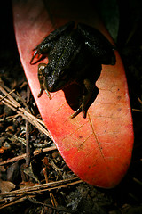 Image showing Forest Frog