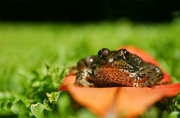 Image showing Frog on Leaf