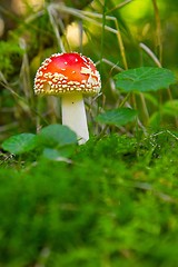 Image showing Mushroom