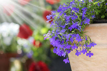 Image showing sunny garden flower arrangement