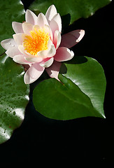 Image showing Water Lily Heart