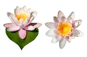Image showing Waterlily Flowers Isolated