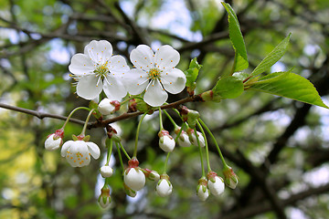 Image showing branch of blossoming tree