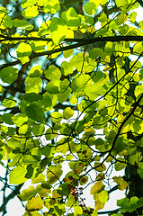 Image showing Fresh green leaves