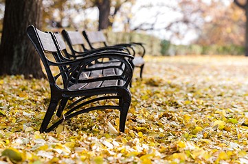 Image showing Autumnal park with bench