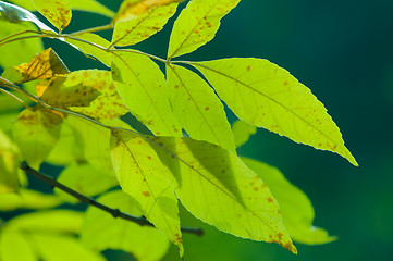 Image showing Green leaves