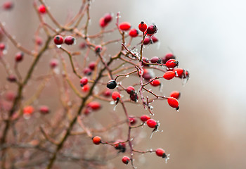 Image showing Red berry in the ice