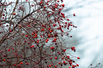 Image showing Frozen berry at winter