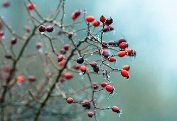 Image showing Red berry in the ice