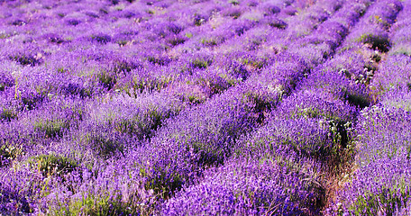 Image showing color lavender field