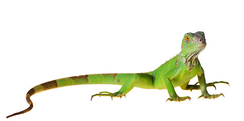 Image showing Green iguana 