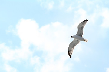 Image showing white seagull