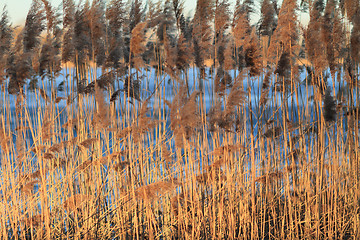 Image showing Reed in Frozen Lake