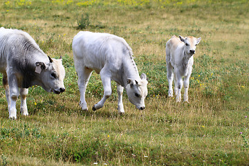 Image showing Hungarian grey cattle