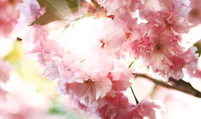 Image showing Cherry blossom