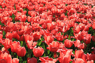 Image showing Red tulip