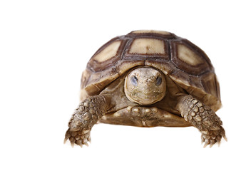 Image showing African Spurred Tortoise (Sulcata)