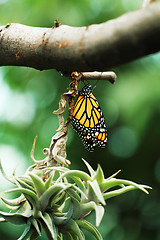 Image showing Monarch butterfly