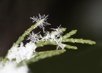 Image showing snow on fir branches, macro