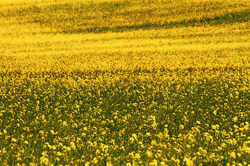 Image showing Rape field