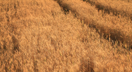 Image showing Fields of wheat