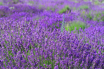 Image showing Color lavender field