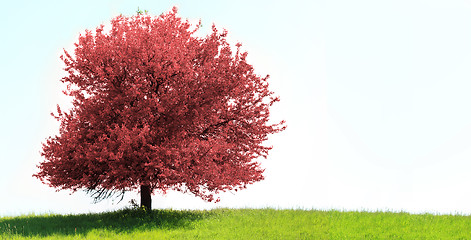 Image showing Tree on green field