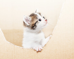 Image showing tabby kitten