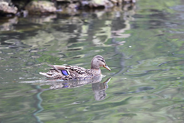 Image showing female mallard