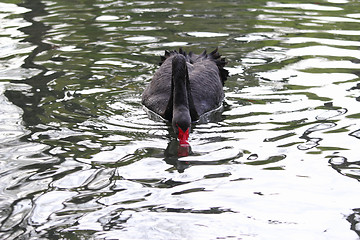 Image showing black swan