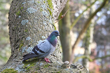 Image showing pigeon