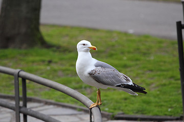 Image showing seagull