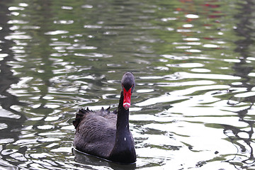 Image showing swans