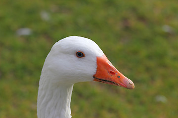 Image showing duck