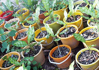 Image showing Plants growing in colorful pots