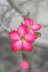 Image showing Pink flower