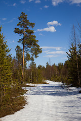 Image showing The end of winter in the taiga. Landscape